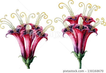 Watercolor Illustration of Exotic Red Trumpet Flowers 138168670