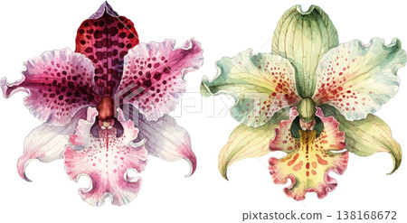 Watercolor Illustration of Two Exotic Orchid Flowers Watercolor Illustration of Two Exotic Orchid Flowers 138168672