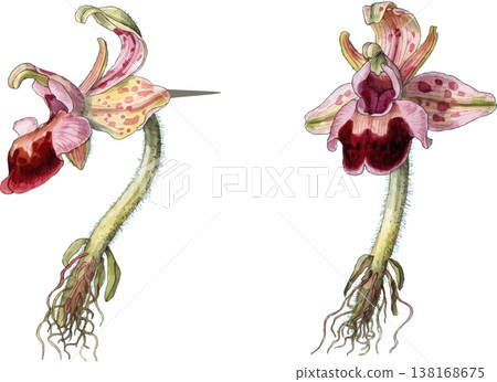 Botanical Illustration of Ophrys Apifera Bee Orchid 138168675