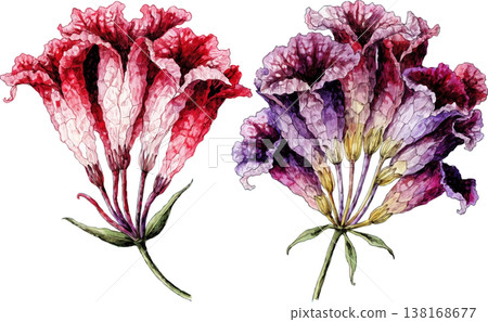 Watercolor Illustration of Red and Purple Trumpet Flowers Watercolor Illustration of Red and Purple Trumpet Flowers 138168677