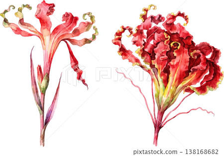 Watercolor Illustration of Exotic Red Gloriosa Lily Flowers Watercolor Illustration of Exotic Red Gloriosa Lily Flowers 138168682