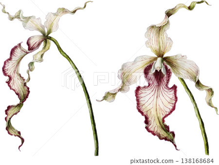Watercolor Illustration of Exotic Spider Orchids Watercolor Illustration of Exotic Spider Orchids 138168684