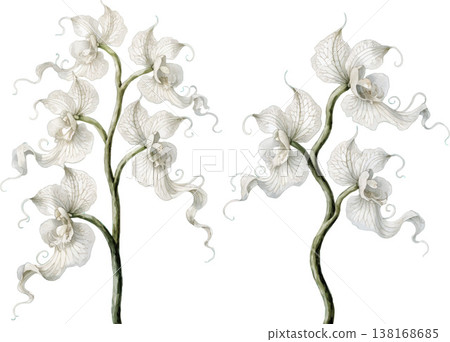 Elegant Watercolor White Orchid Stems Elegant Watercolor White Orchid Stems 138168685