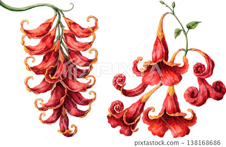 Watercolor Illustration of Exotic Red Flowers Watercolor Illustration of Exotic Red Flowers 138168686