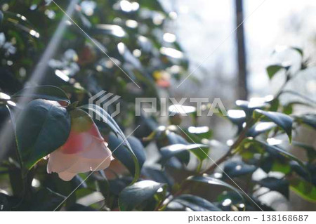 Beautiful camellia flowers blooming in the sunlight filtering through the trees Beautiful camellia flowers blooming in the sunlight filtering through the trees 138168687