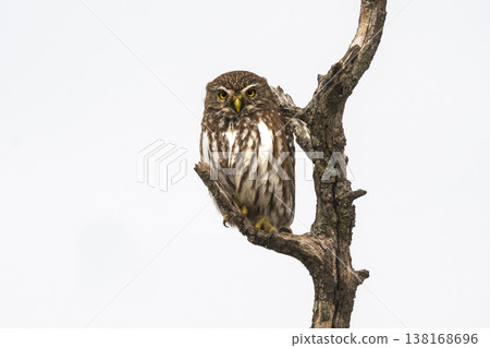Ferruginous Pygmy owl, Glaucidium brasilianum, Calden forest, La Pampa Province, Patagonia, Argentina. 138168696
