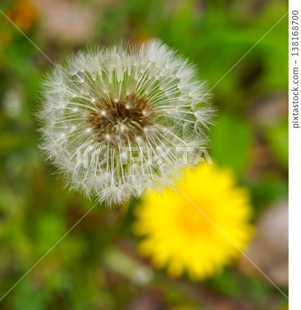 Dandelion Dandelion 138168700