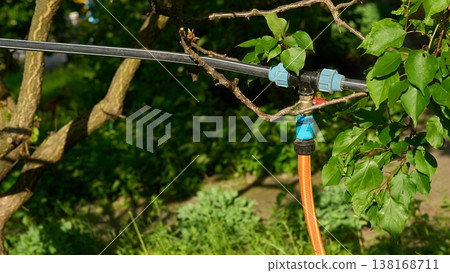 Irrigation.Connecting rubber watering hose on tree in garden 138168711