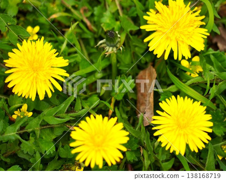 Dandelion yellow flowers Dandelion yellow flowers 138168719