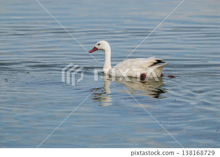 Coscoroba swans with chicks, La Pampa 138168729