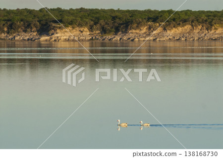 Coscoroba swans with chicks, La Pampa Coscoroba swans with chicks, La Pampa 138168730