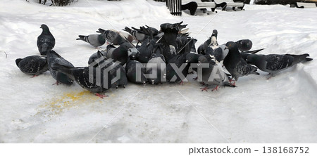 Urban pigeons peck at scattered millet in the snow Urban pigeons peck at scattered millet in the snow 138168752