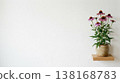 Echinacea pink flowers on a white wall - interior decor background material with natural light and copy space 138168783