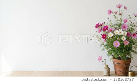 Cosmos flowers and white wall interior background material with natural light and copy space 138168787