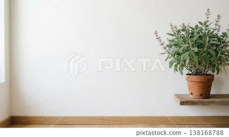 Sage potted plant and white wall interior background material with natural light and copy space 138168788