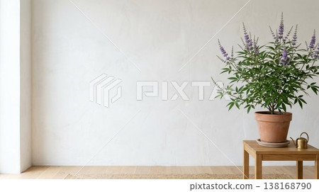 室內背景素材，畫面中一盆聖潔莓植物靠在白色的牆上，有自然光和留白空間。 138168790