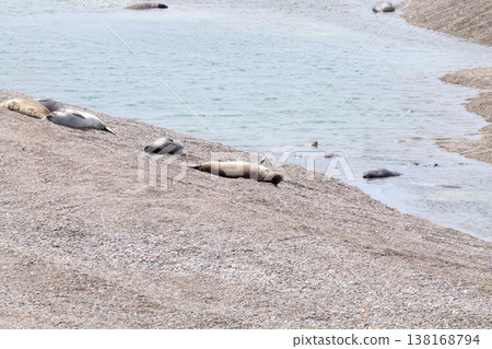 Elephant seals on Caleta Valdes beach, Patagonia, Argentina 138168794