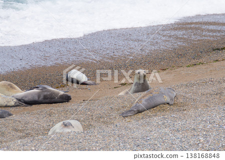 Elephant seals on Caleta Valdes beach, Patagonia, Argentina Elephant seals on Caleta Valdes beach, Patagonia, Argentina 138168848