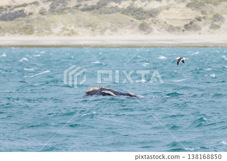 Whale watching from Valdes Peninsula,Argentina. Wildlife Whale watching from Valdes Peninsula,Argentina. Wildlife 138168850
