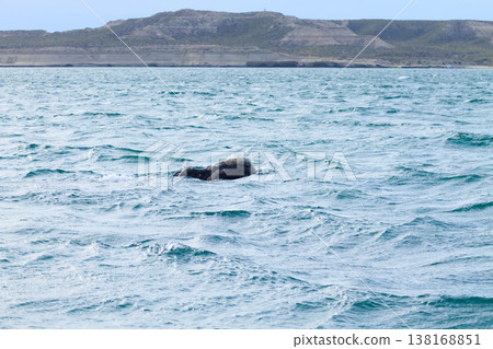 Whale watching from Valdes Peninsula,Argentina. Wildlife Whale watching from Valdes Peninsula,Argentina. Wildlife 138168851