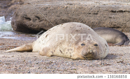 Elephant seal on beach close up, Patagonia, Argentina Elephant seal on beach close up, Patagonia, Argentina 138168858