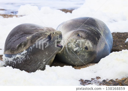 Elephant seals on beach close up, Patagonia, Argentina Elephant seals on beach close up, Patagonia, Argentina 138168859