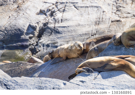 South American sea lion colony on Beagle channel 138168891