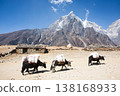 Everest base camp trekking path in Dingboche area, Nepal. Yak animals 138168933