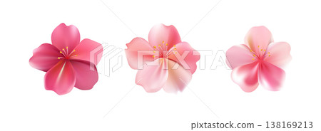 Delicate light pink sakura flower. Sakura blossom petals. Delicate light pink sakura flower. Sakura blossom petals. 138169213