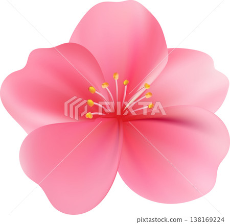Delicate light pink sakura flower. Sakura blossom petals. 138169224