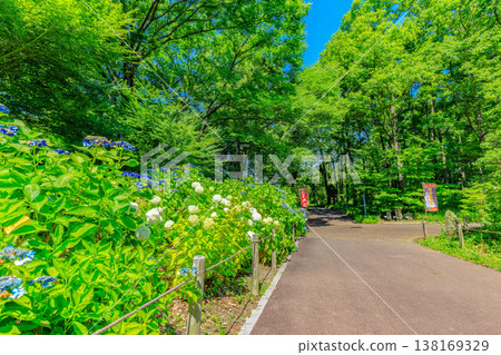 Hydrangeas at Fuchu City Museum of Local History, Fuchu City, Tokyo 138169329