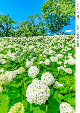 Tokyo, Fuchu City, Fuchu City Local History Museum, Annabelle Hill in the Local History Forest 138169334