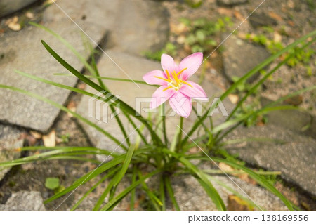 尼泊爾粉紅風雨蘭花 尼泊爾粉紅風雨蘭花 138169556