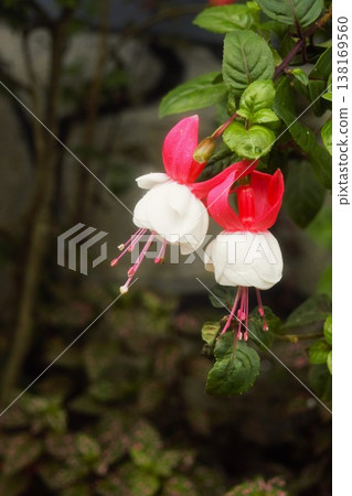 白色倒掛金鐘花,尼泊爾 白色倒掛金鐘花,尼泊爾 138169560