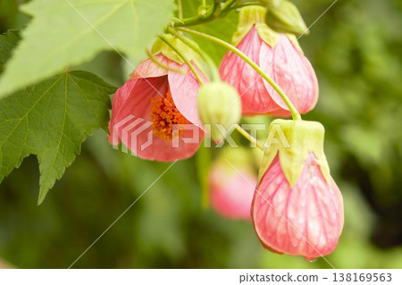 矮生花,尼泊爾,1 矮生花,尼泊爾,1 138169563