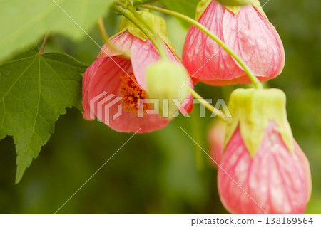 矮生花,尼泊爾,2 矮生花,尼泊爾,2 138169564