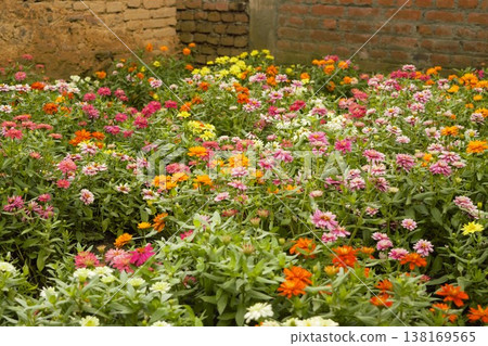 Zinnia flower field, Nepal, 1 138169565