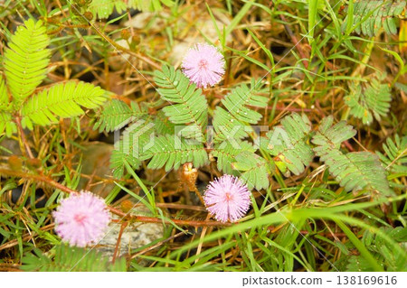 Pink flowers of the mimosa plant in Nepal 138169616