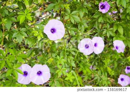 Purple flowers of the morning glory in Nepal (horizontal composition) Purple flowers of the morning glory in Nepal (horizontal composition) 138169617