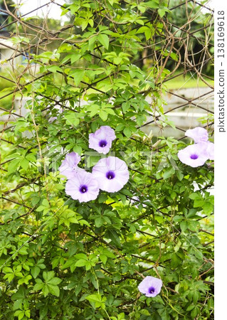 Purple flowers of the morning glory in Nepal (vertical composition) Purple flowers of the morning glory in Nepal (vertical composition) 138169618