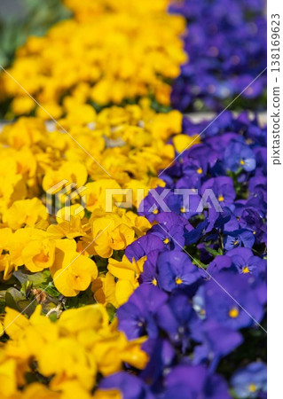 五顏六色的蝴蝶花花 五顏六色的蝴蝶花花 138169623