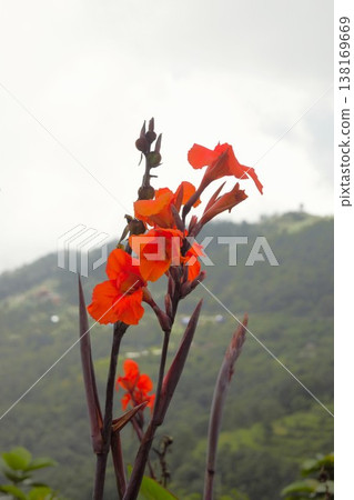 尼泊爾安納普爾納健行路線沿線村莊盛開的紅色美人蕉花,1 尼泊爾安納普爾納健行路線沿線村莊盛開的紅色美人蕉花,1 138169669