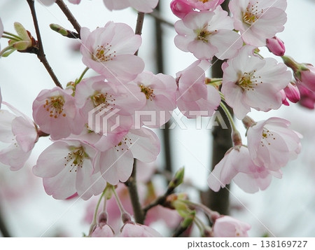老照片（2015 年 3 月 29 日）今年它們又盛開了，山丘在等待春天，淡粉色籠罩著小鎮。 138169727