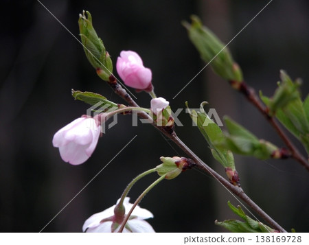 The pale pink of the buds envelops the town (March 29, 2015) They have bloomed again this year The hills await spring Ancient images 138169728