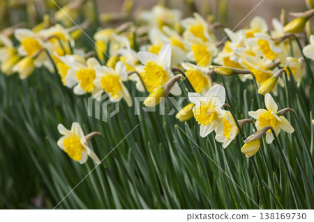 Daffodils in full bloom shining in the spring sunshine 138169730