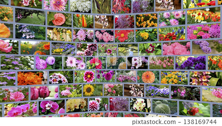 Exploring a collection of various flowers from different locations showcasing their colors and forms during daylight hours Exploring a collection of various flowers from different locations showcasing their colors and forms during daylight hours 138169744