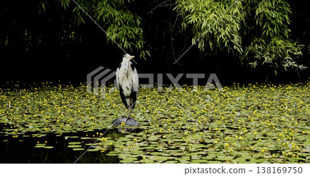Heron stands on a rock in a pond surrounded by green plants and flowers during the daytime in a natural setting Heron stands on a rock in a pond surrounded by green plants and flowers during the daytime in a natural setting 138169750