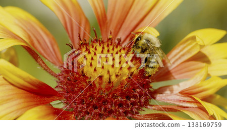 Bee collects nectar from a colorful flower in a garden during a sunny day in spring 138169759