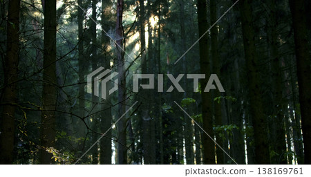 Sunlight breaks through trees in a dense forest during early morning hours in a woodland area 138169761