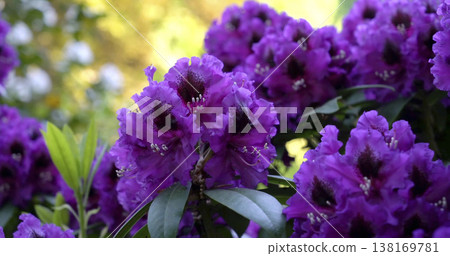 Colorful purple flowers bloom in a garden during spring with sunlight shining through green leaves Colorful purple flowers bloom in a garden during spring with sunlight shining through green leaves 138169781